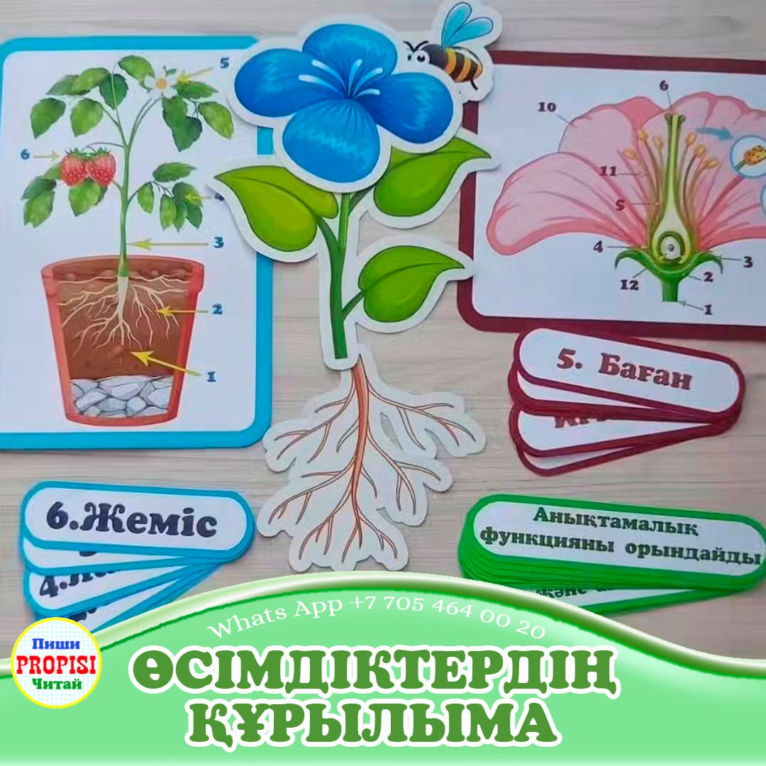 Строение растений