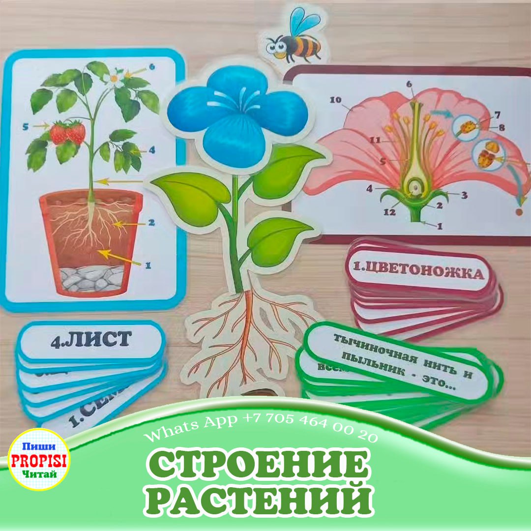 Строение растений