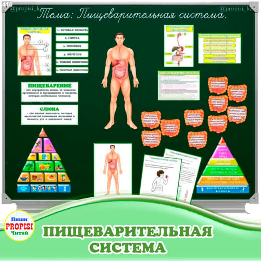 Пищеварительная система