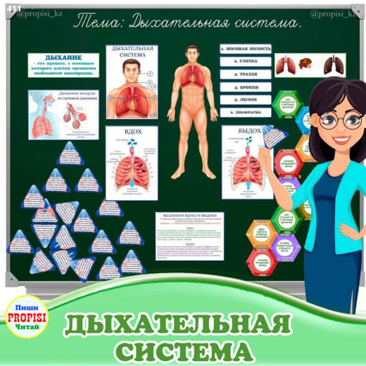 Дыхательная система