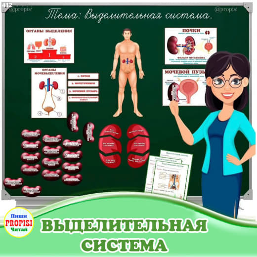 Выделительная система